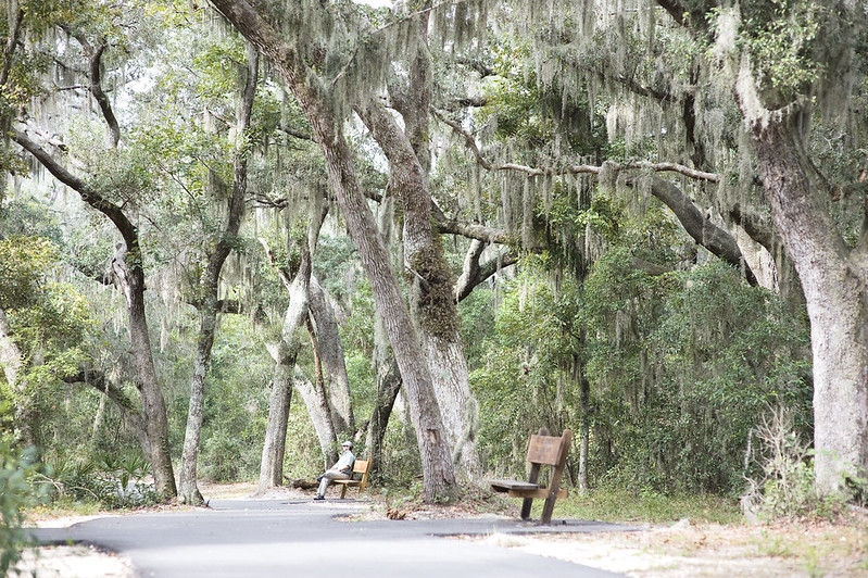 Trees along a wooded nature trail