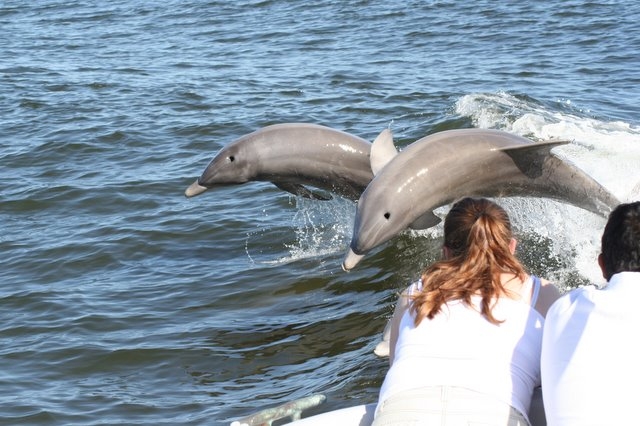 Boating and dolphin tours on the Gulf