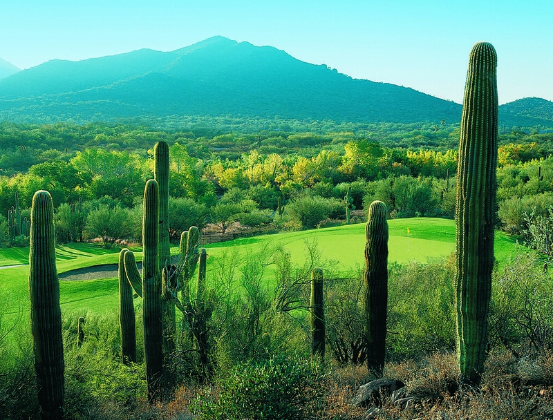 Desert Landscape