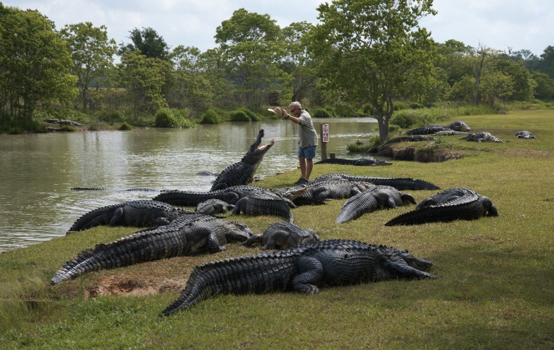 Alligator Alley