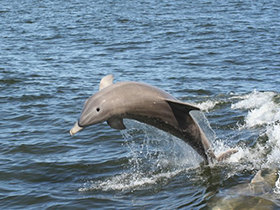 Dolphin cruise