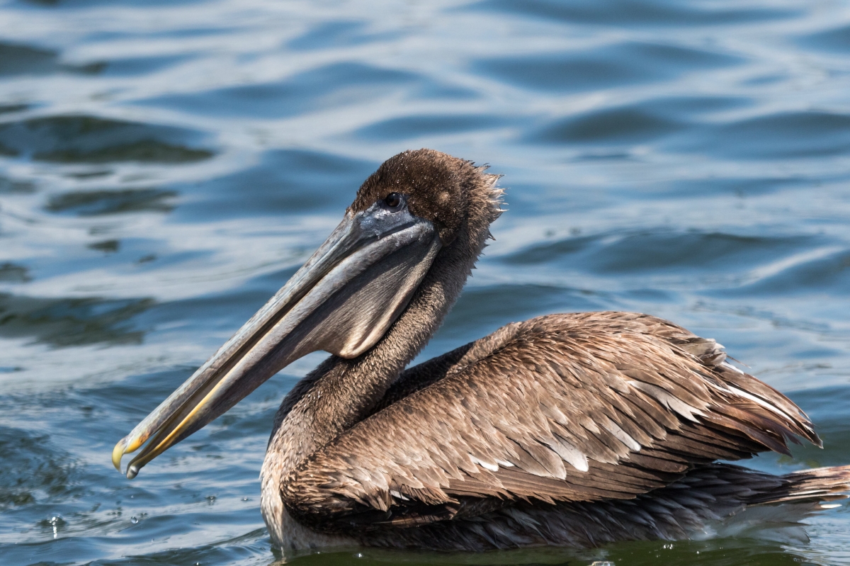Brown pelican resting on the water