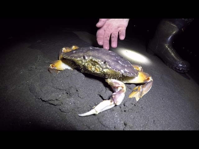 Nighttime Crab Hunting